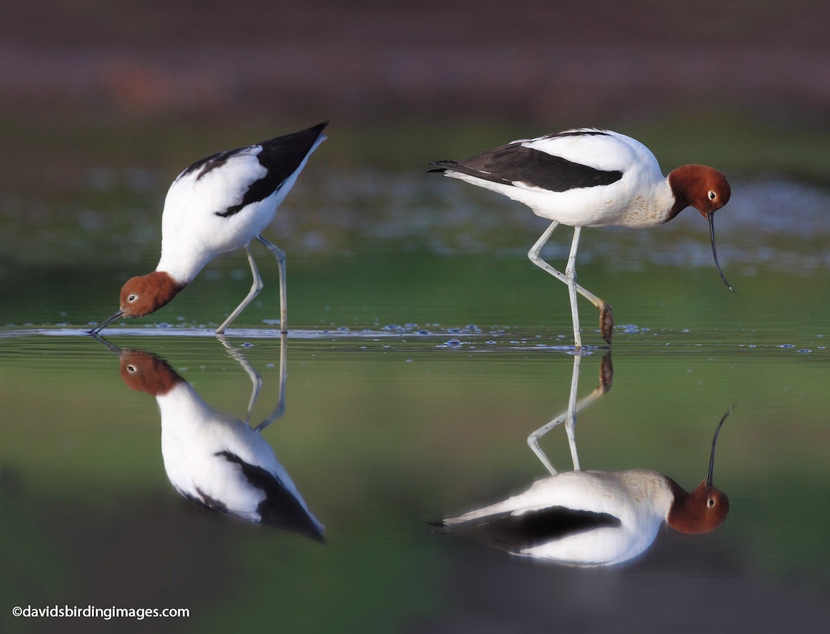 Red-necked Avocet - David taylor