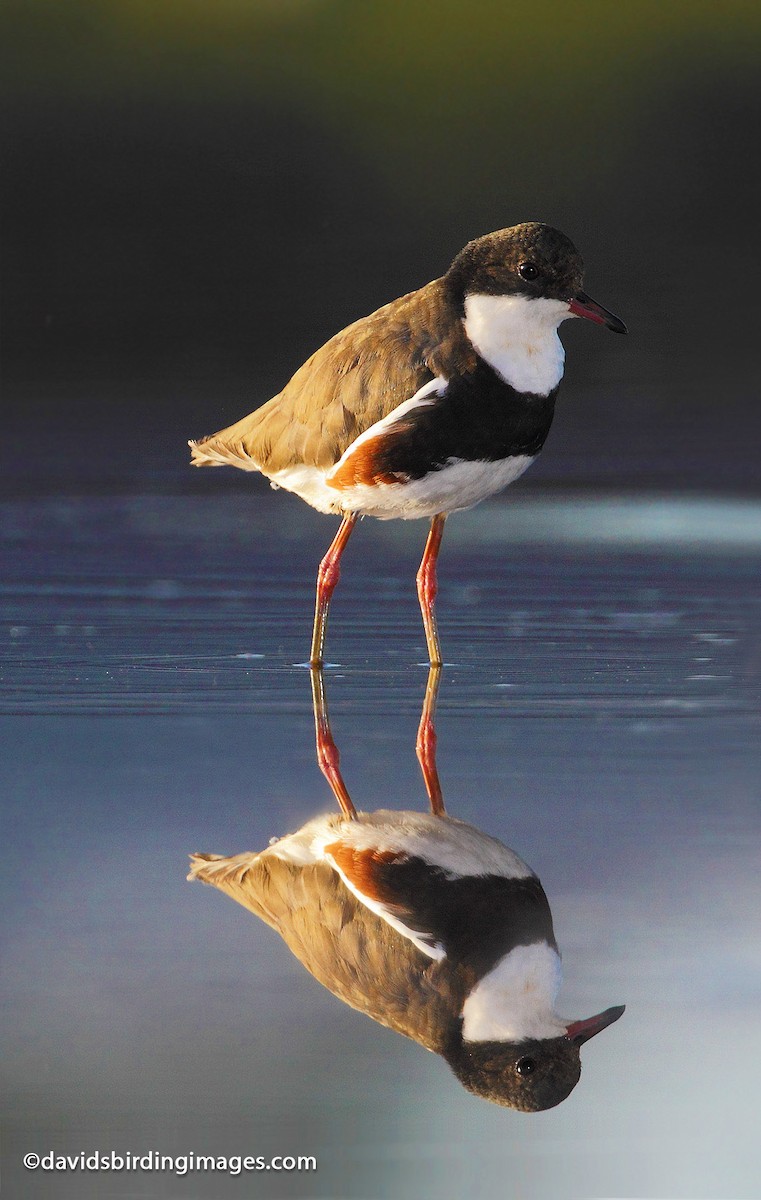 Red-kneed Dotterel - ML205584101