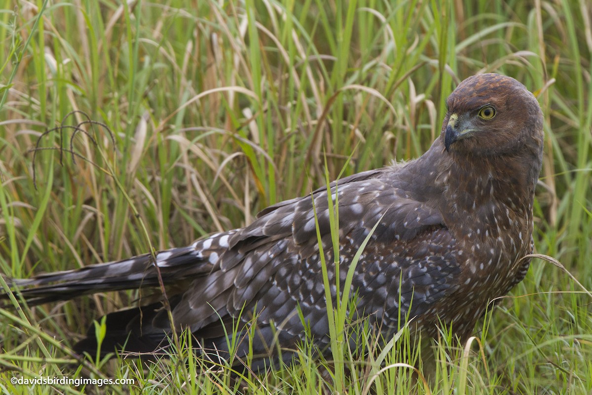 Spotted Harrier - David taylor