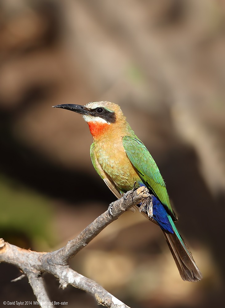 White-fronted Bee-eater - David taylor