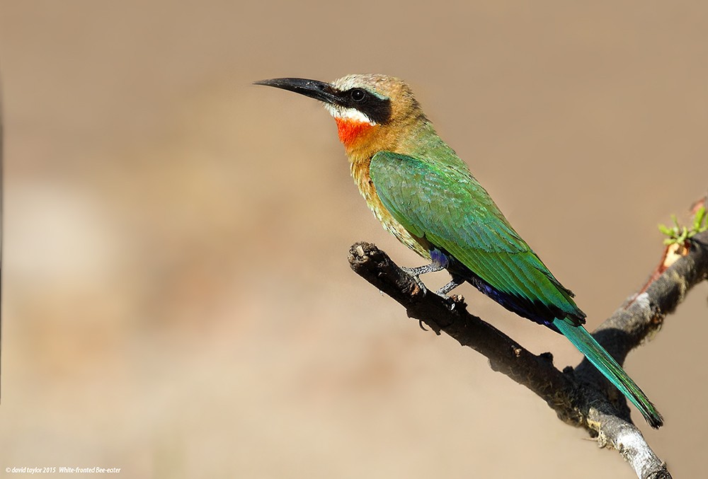 White-fronted Bee-eater - ML205584181