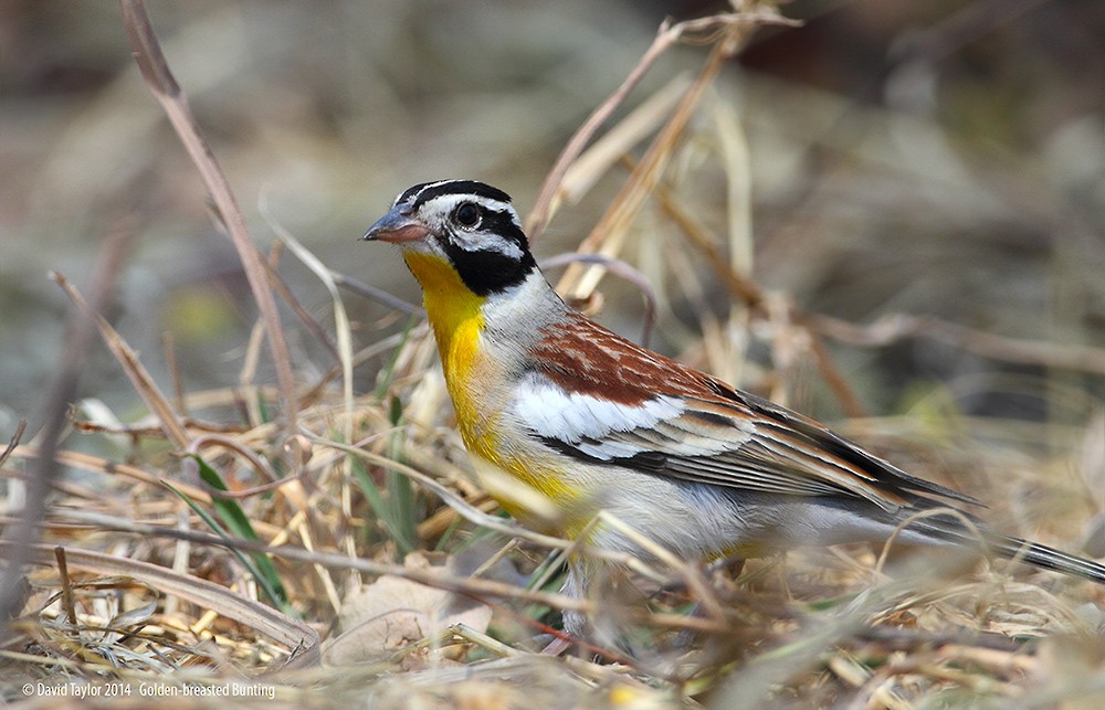 Golden-breasted Bunting - ML205584191