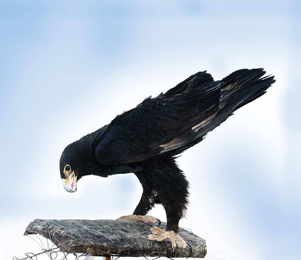Verreaux's Eagle - David taylor