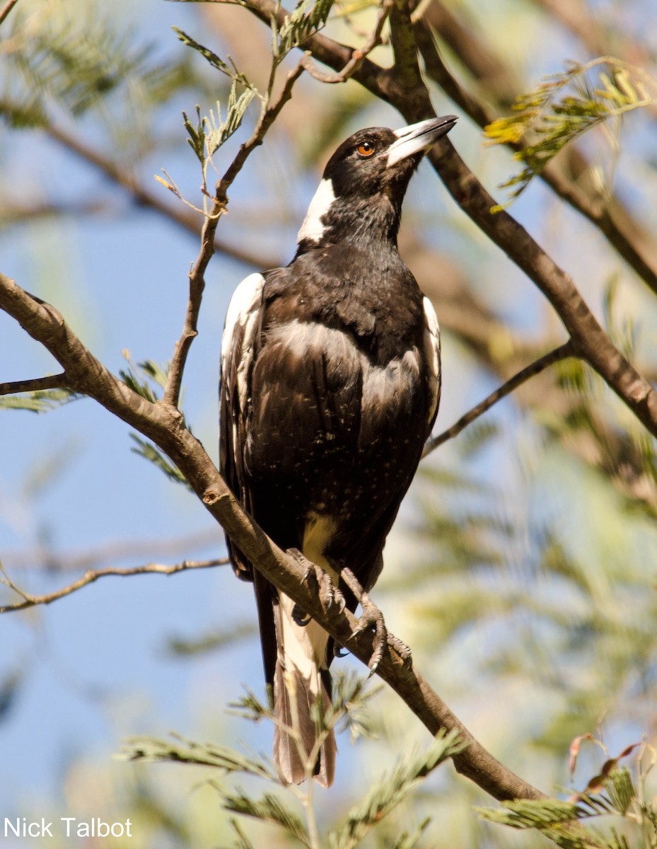 Australian Magpie (White-backed) - Nicholas Talbot