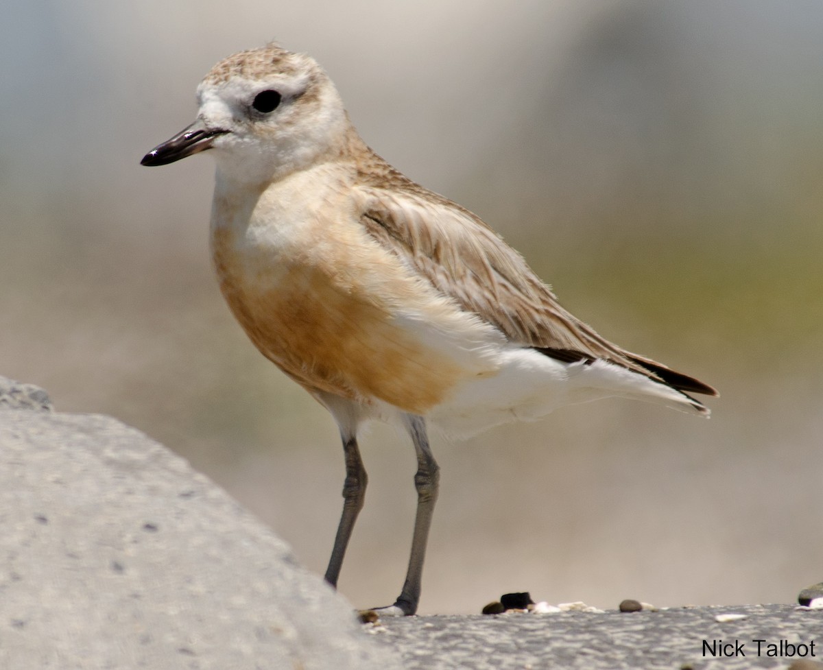 Red-breasted Dotterel (Northern) - Nicholas Talbot