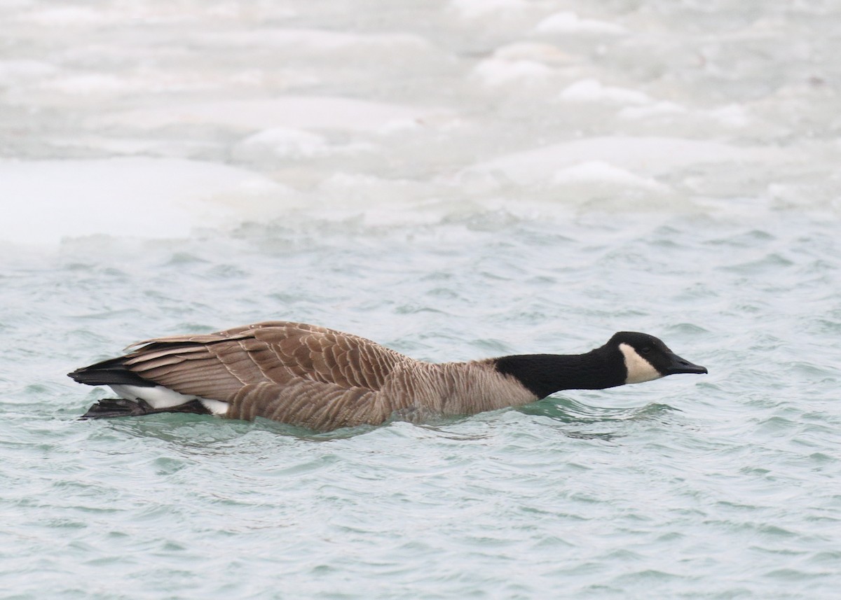 Canada Goose - Ian K Barker