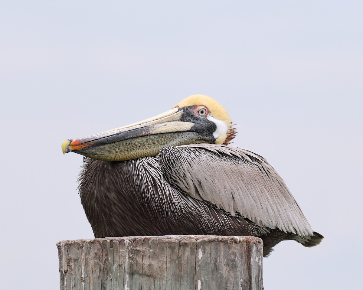 Brown Pelican (Atlantic) - Ian K Barker