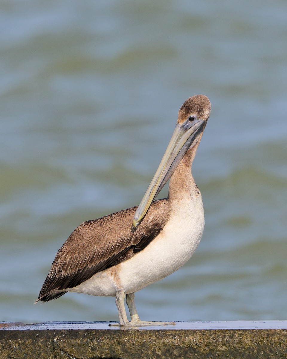 Brown Pelican (Atlantic) - Ian K Barker