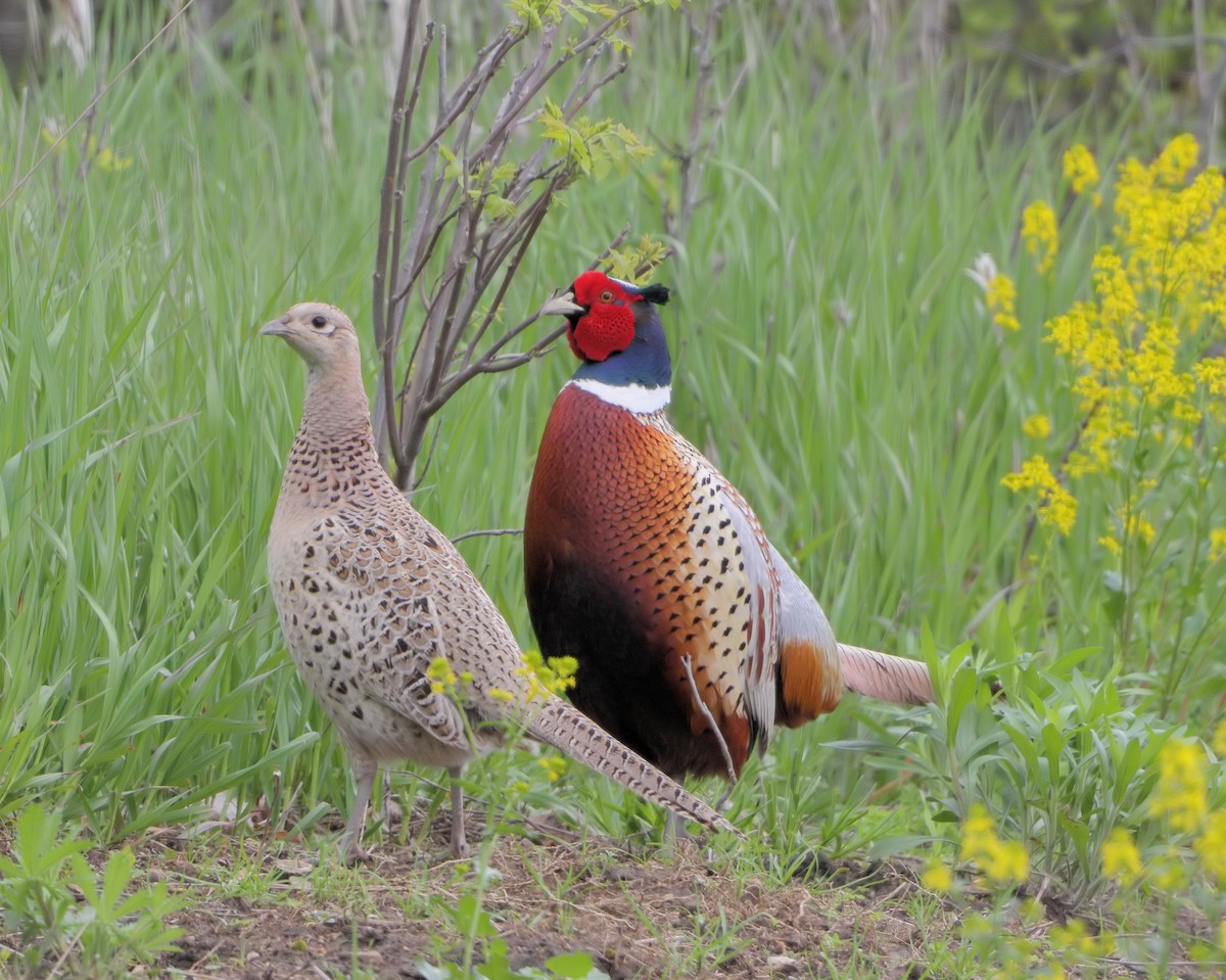 Ring-necked Pheasant - Ian K Barker