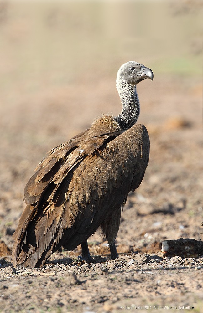White-backed Vulture - David taylor