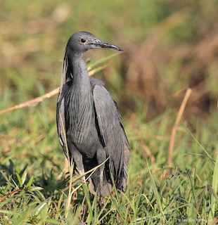 black egret