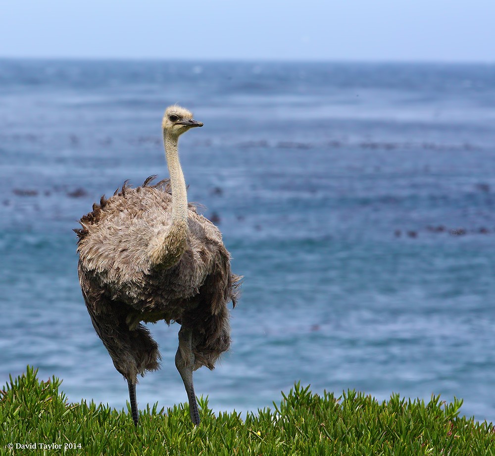 Common Ostrich - David taylor
