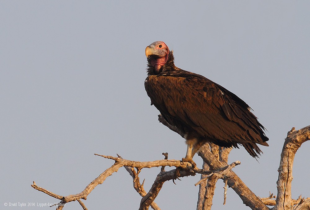 Lappet-faced Vulture - David taylor
