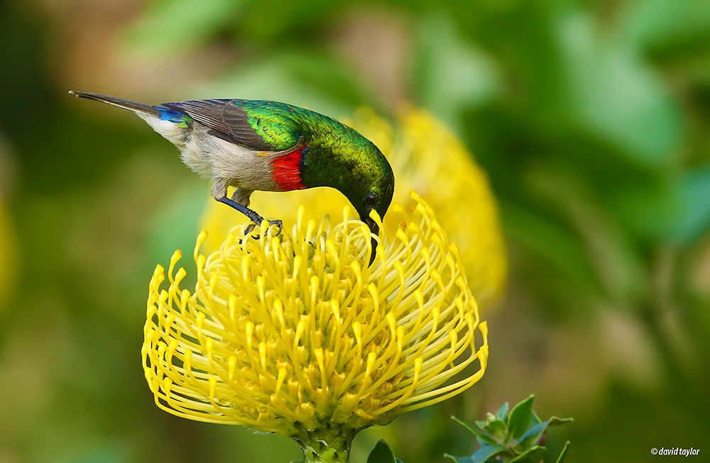 Southern Double-collared Sunbird - ML205586141