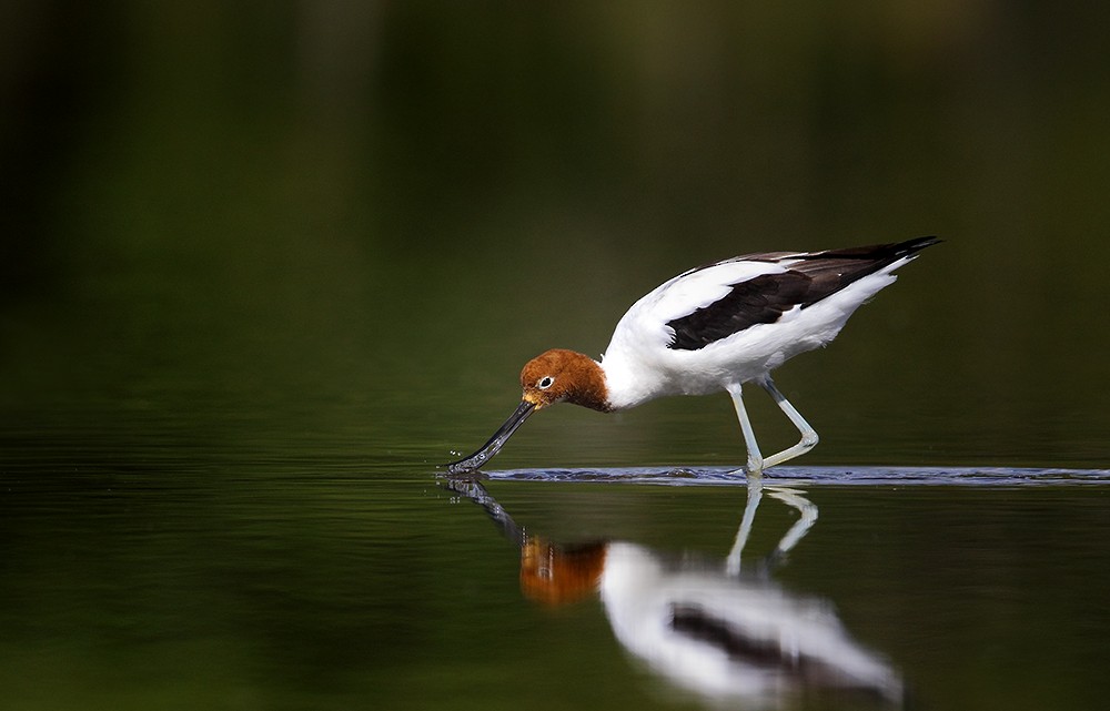 Red-necked Avocet - David taylor