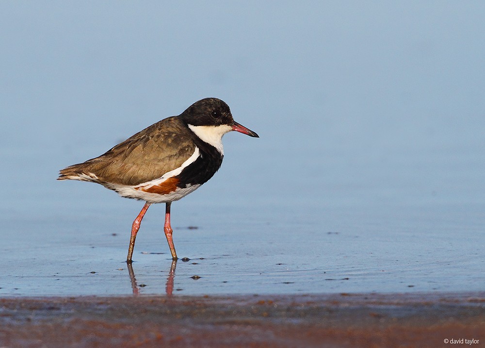 Red-kneed Dotterel - ML205586171