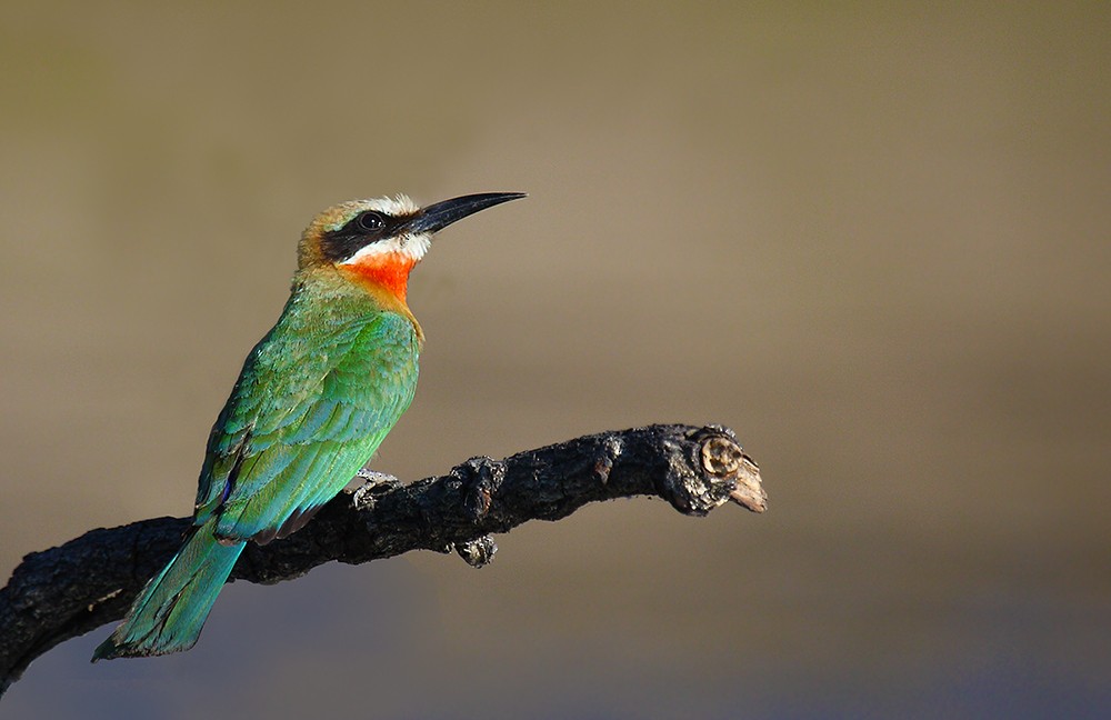 White-fronted Bee-eater - ML205586211