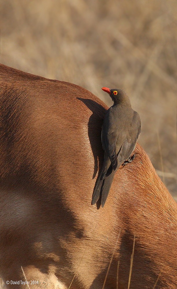 Red-billed Oxpecker - David taylor
