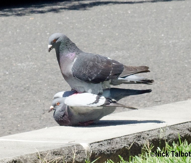 Rock Pigeon (Feral Pigeon) - Nicholas Talbot