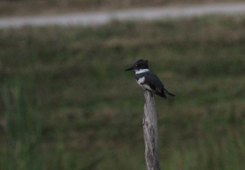 Belted Kingfisher - ML20558651