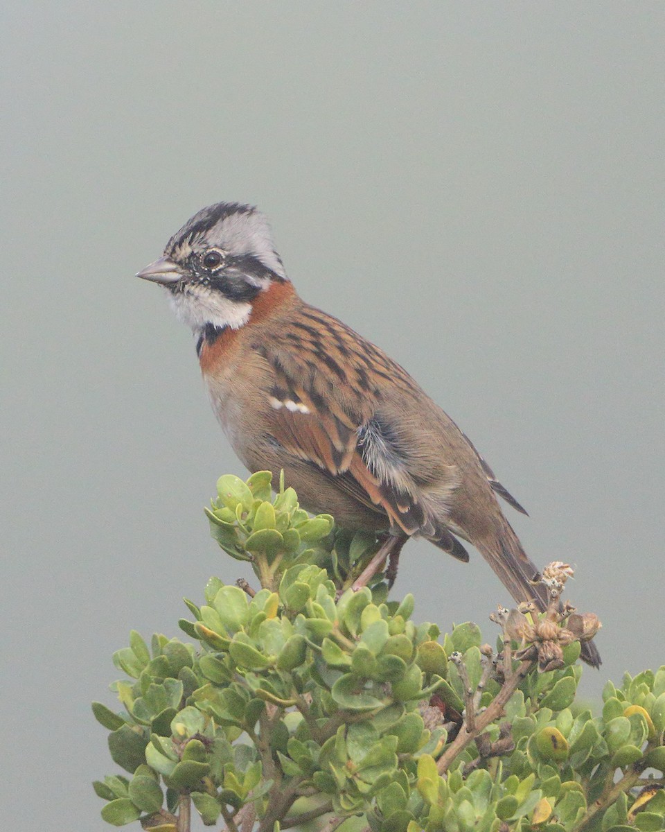 Rufous-collared Sparrow - Ian K Barker