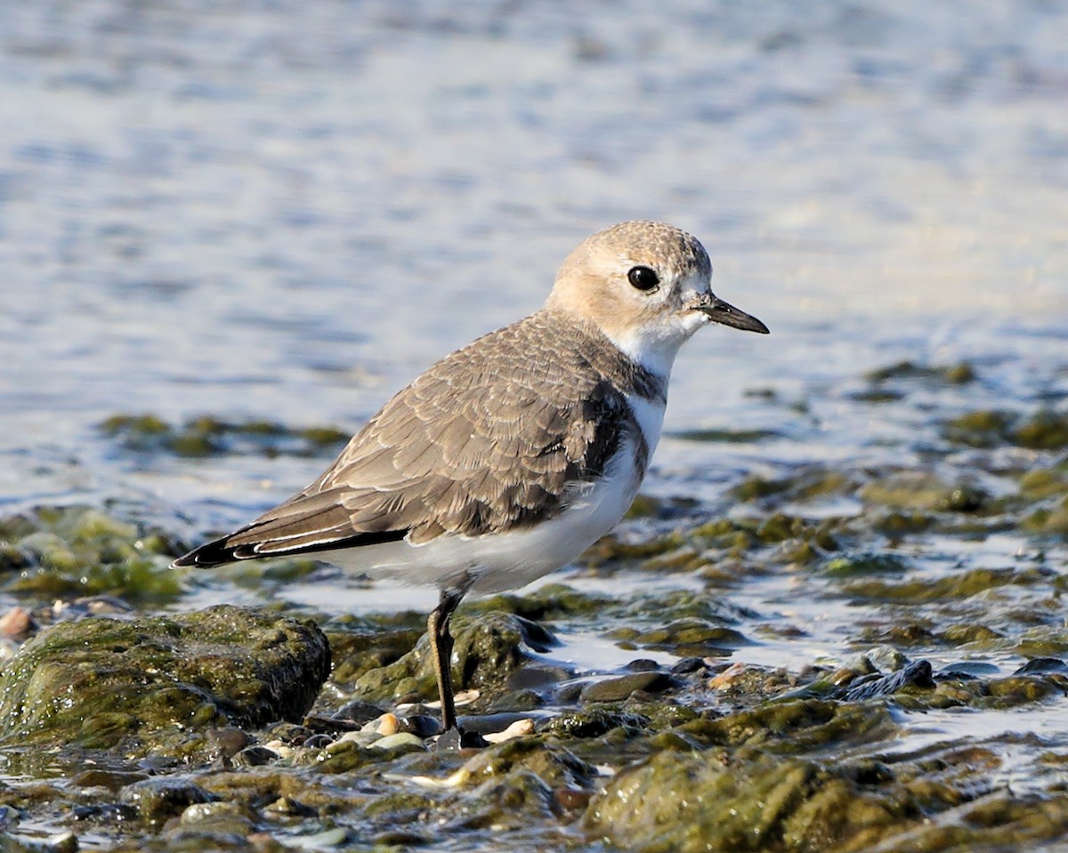 Two-banded Plover - Ian K Barker