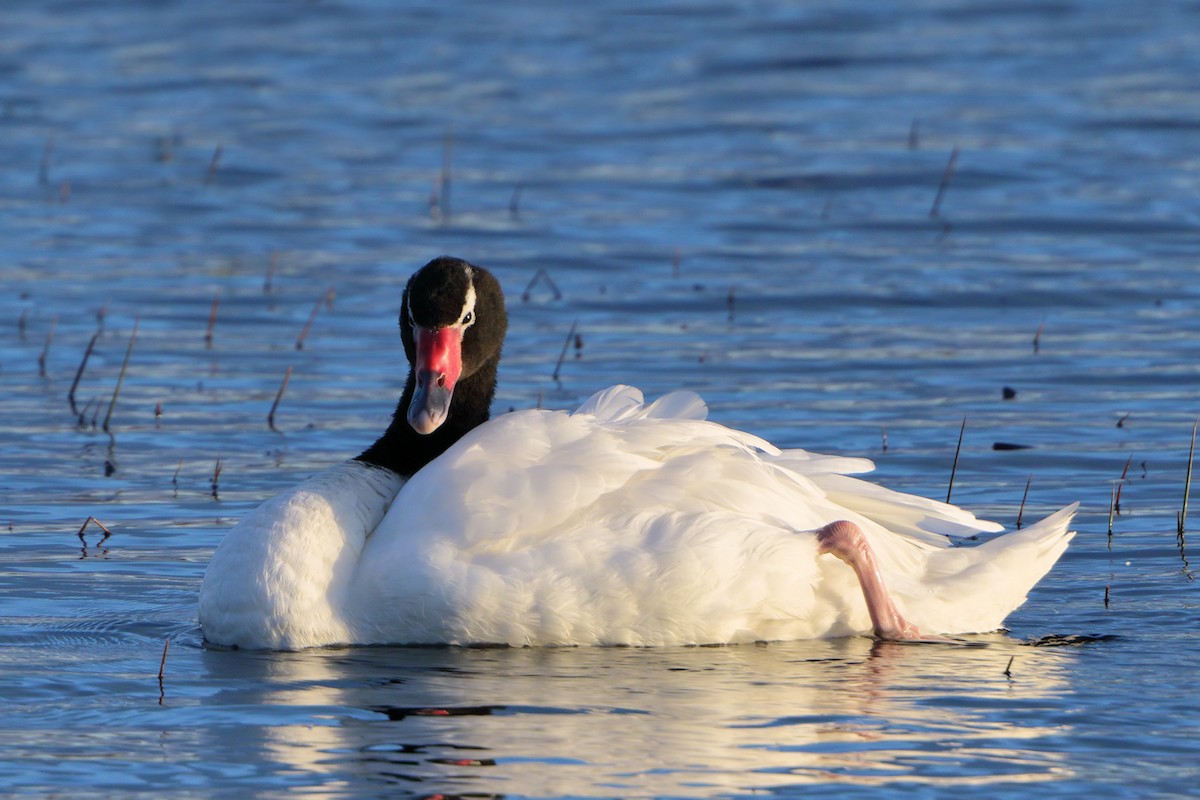 Black-necked Swan - ML205587091