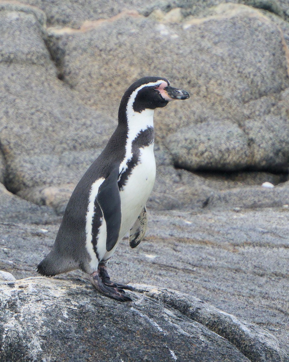 Humboldt Penguin - Ian K Barker