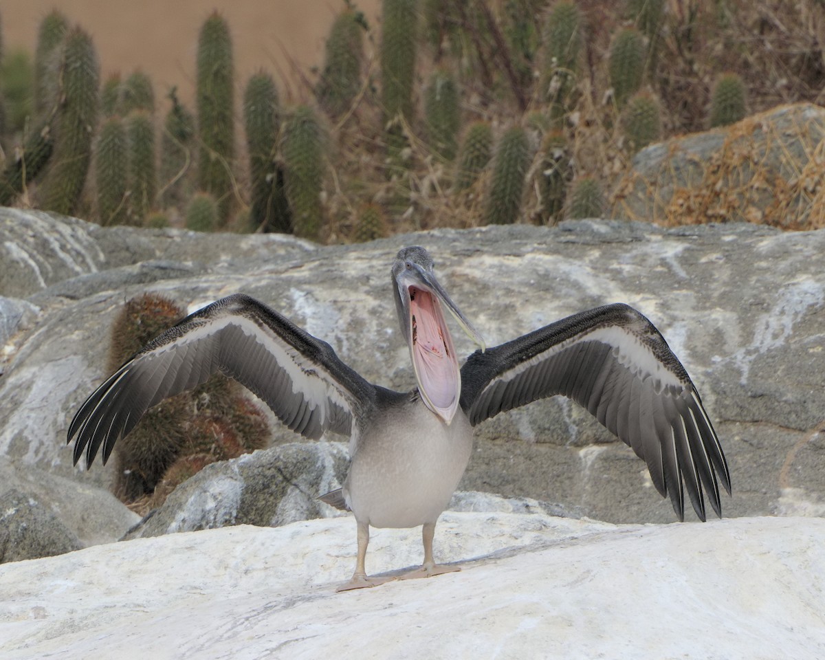 Peruvian Pelican - Ian K Barker