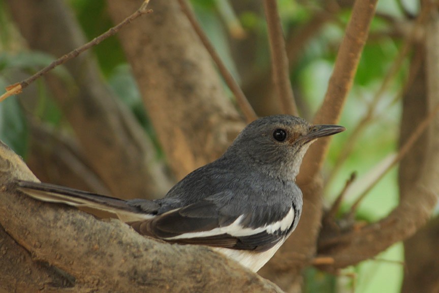 Oriental Magpie-Robin - Kavi Nanda