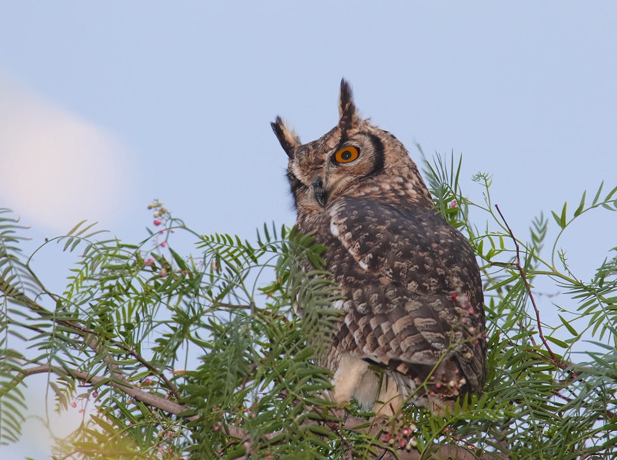 Spotted Eagle-Owl - David taylor