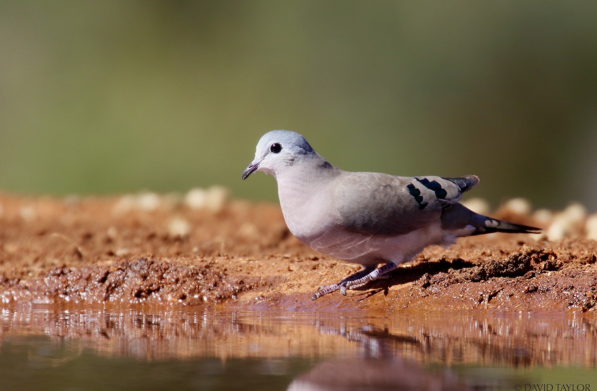 Emerald-spotted Wood-Dove - David taylor