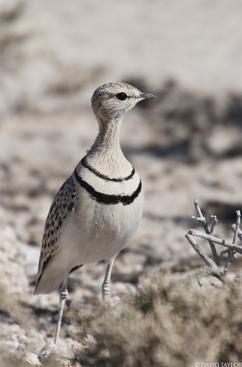 Double-banded Courser - ML205588071
