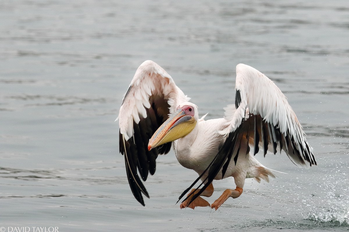 Great White Pelican - David taylor