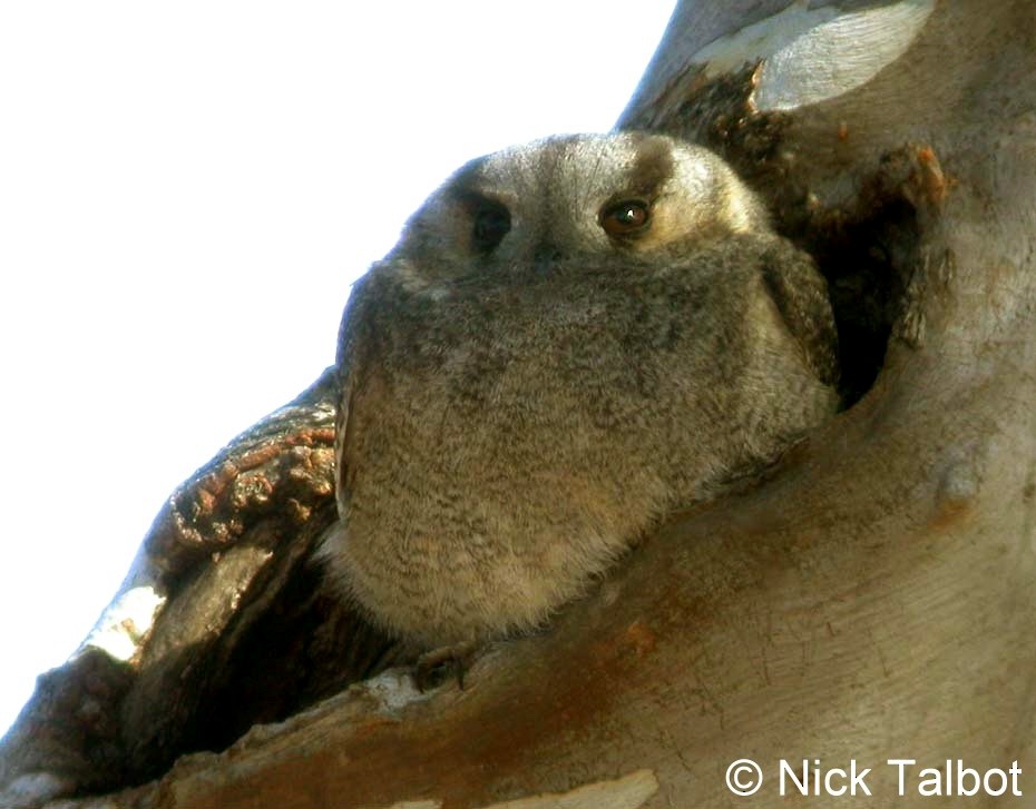 Australian Owlet-nightjar - ML205588181
