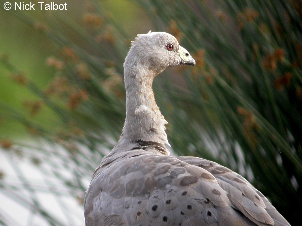 Cape Barren Goose - Nicholas Talbot