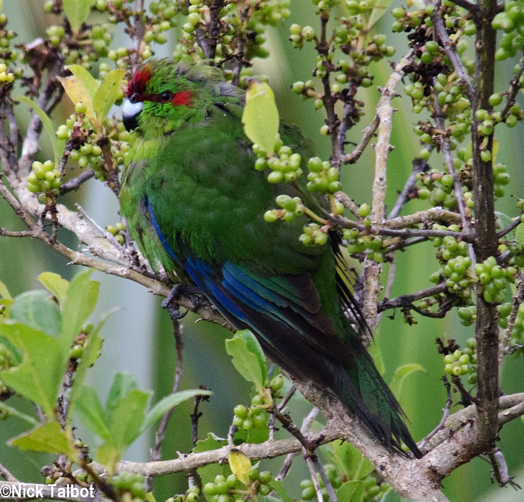Red-crowned Parakeet - ML205588651