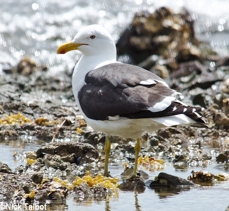 Kelp Gull - Nicholas Talbot