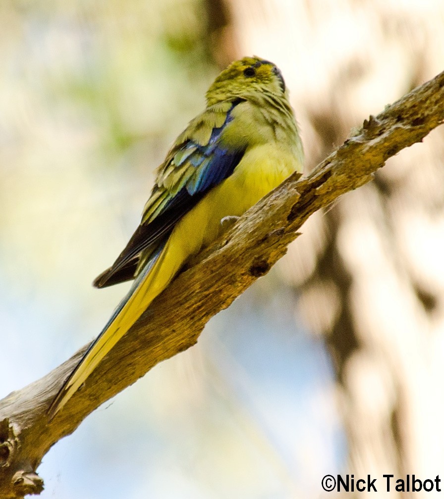 Blue-winged Parrot - Nicholas Talbot