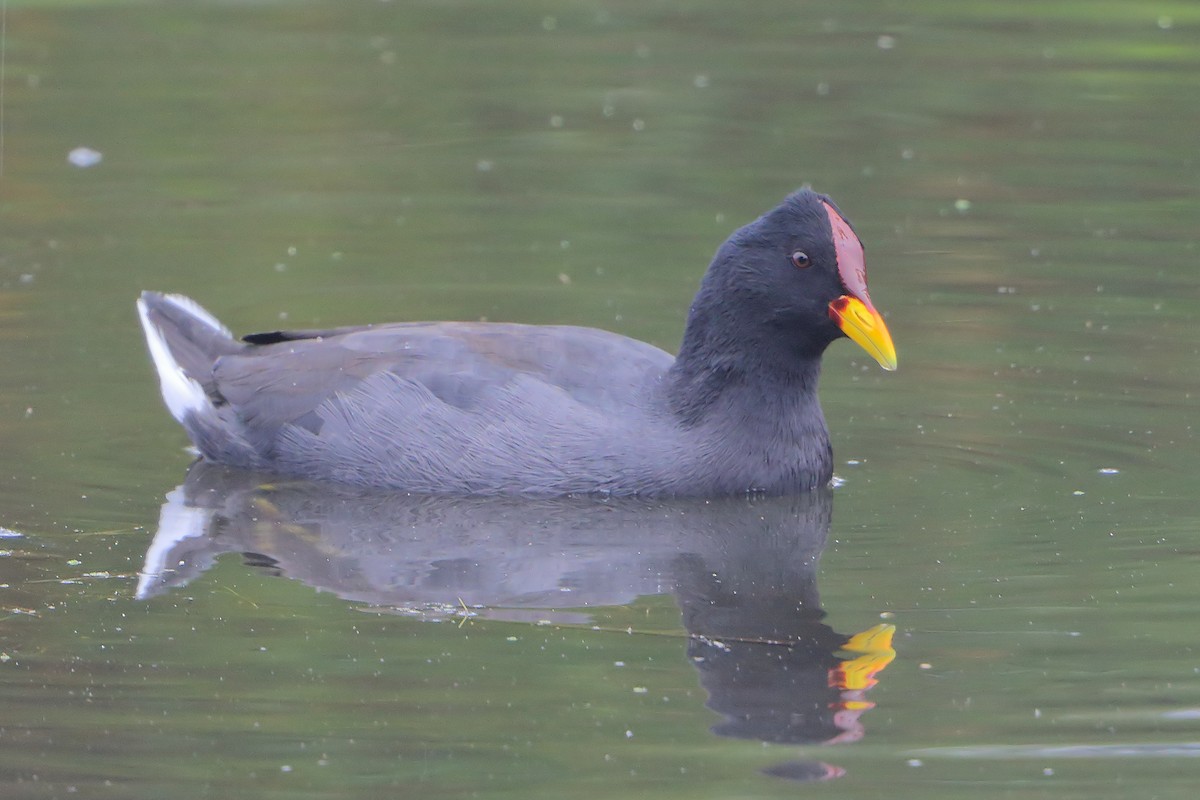Red-fronted Coot - ML205589151