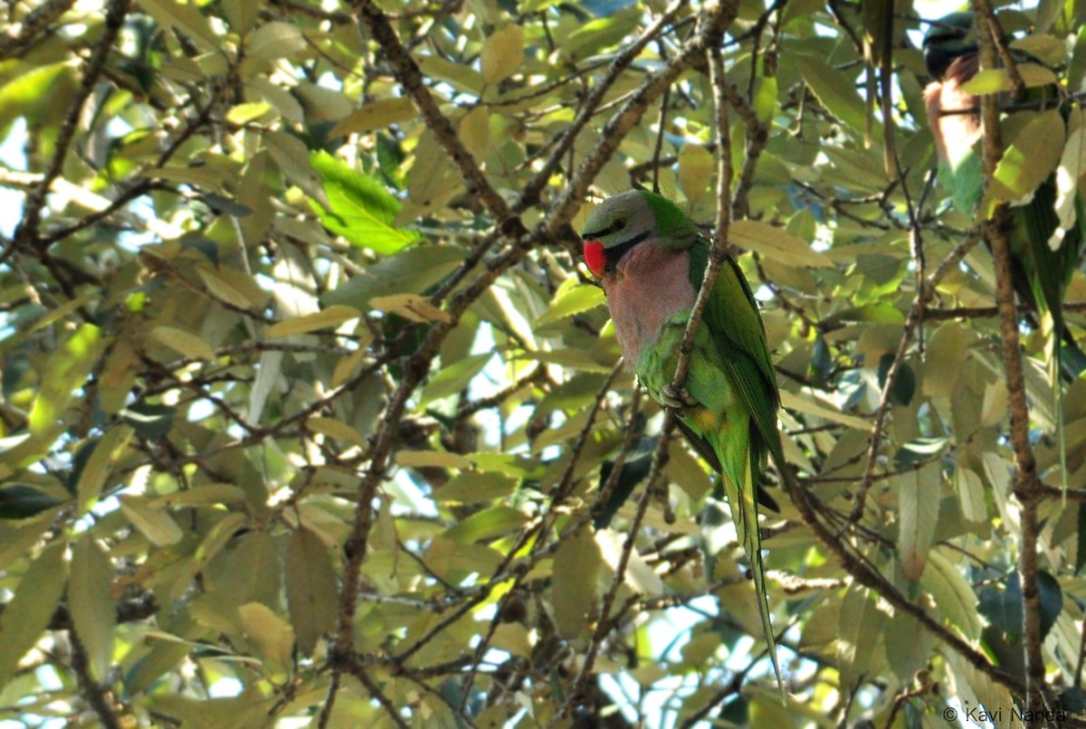 Red-breasted Parakeet - Kavi Nanda