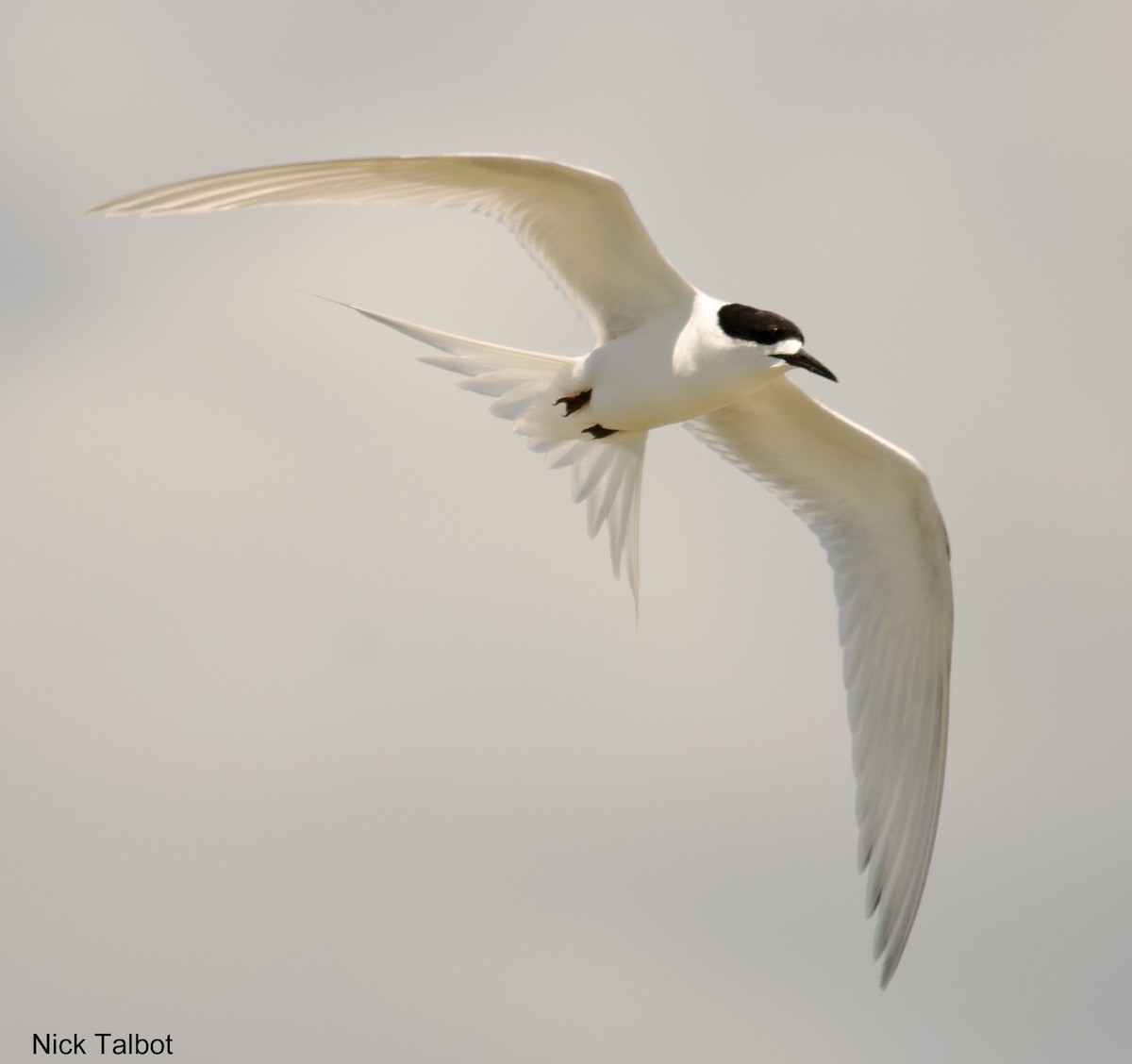 White-fronted Tern - Nicholas Talbot