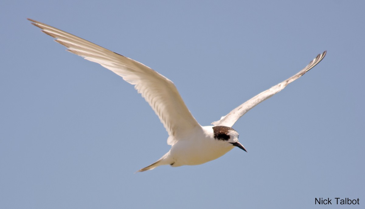 White-fronted Tern - Nicholas Talbot
