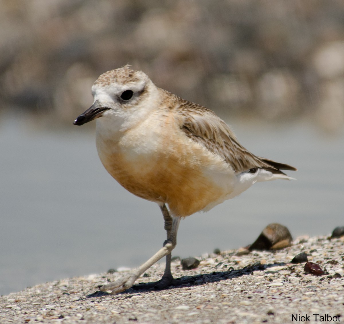 Red-breasted Dotterel (Northern) - Nicholas Talbot