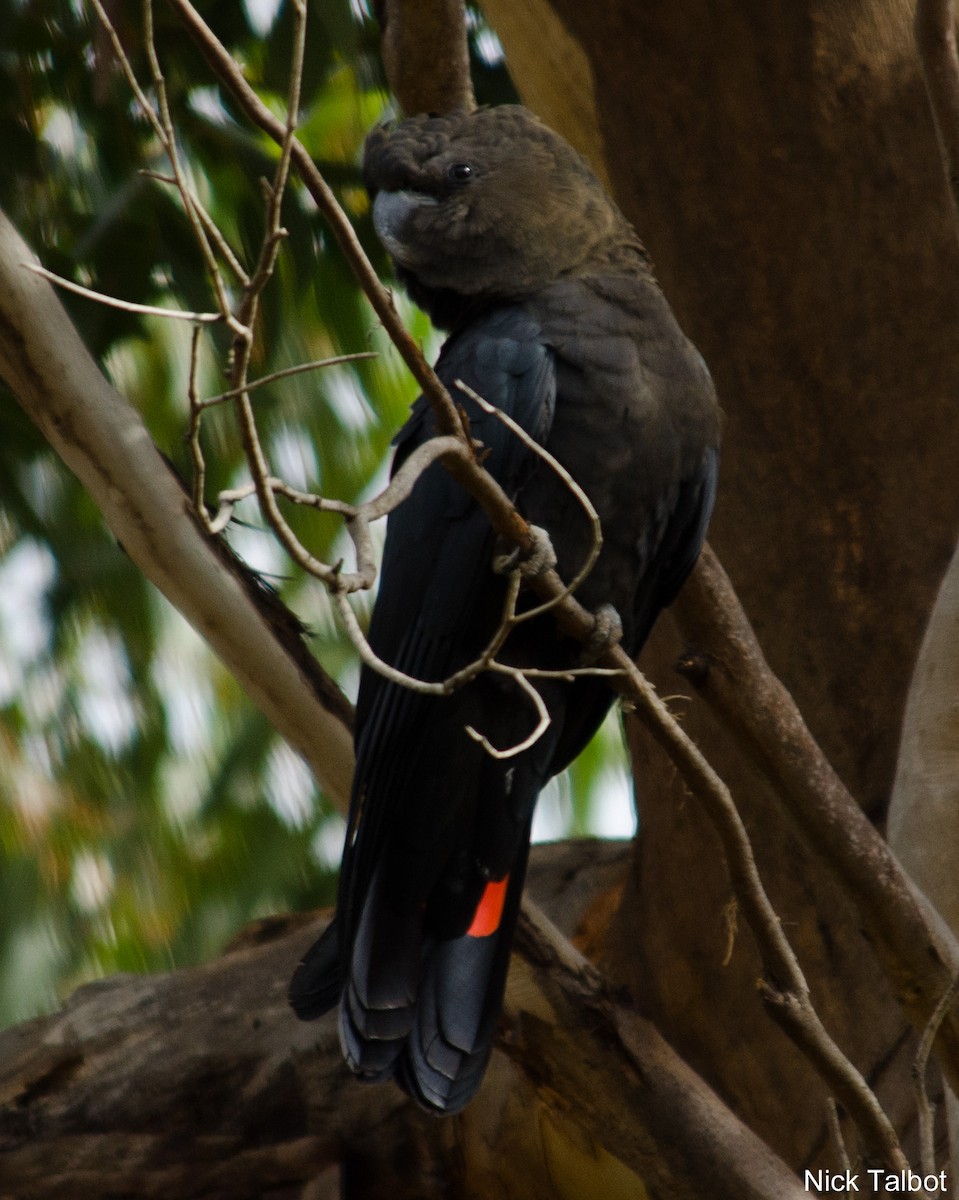Glossy Black-Cockatoo - Nicholas Talbot