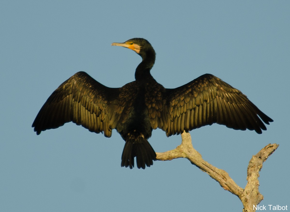 Great Cormorant (Australasian) - Nicholas Talbot