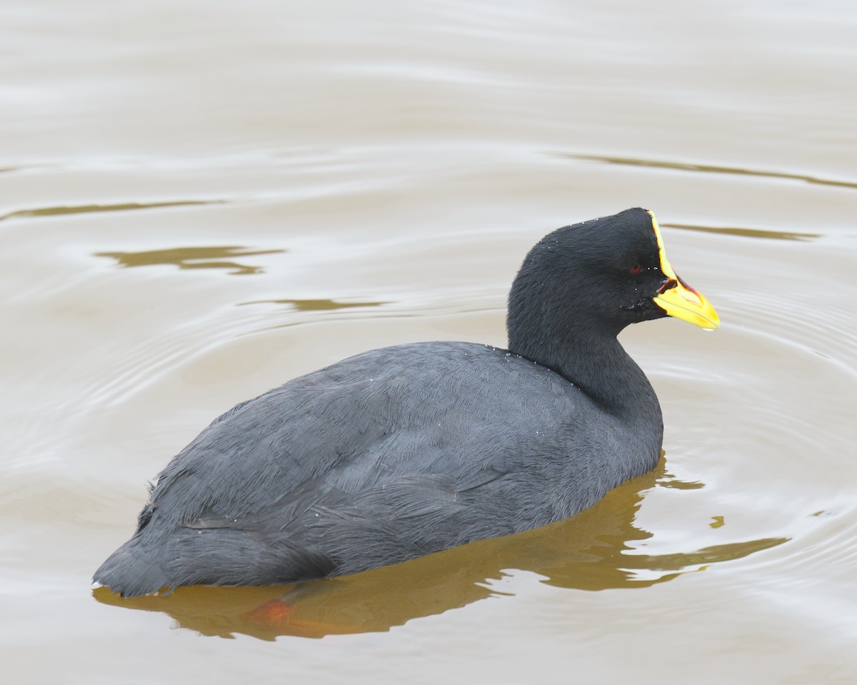 Red-gartered Coot - ML205591001