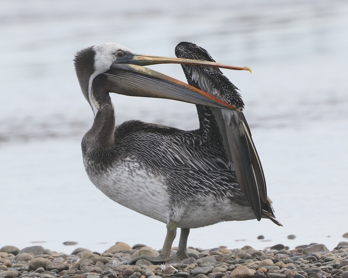 Peruvian Pelican - Ian K Barker