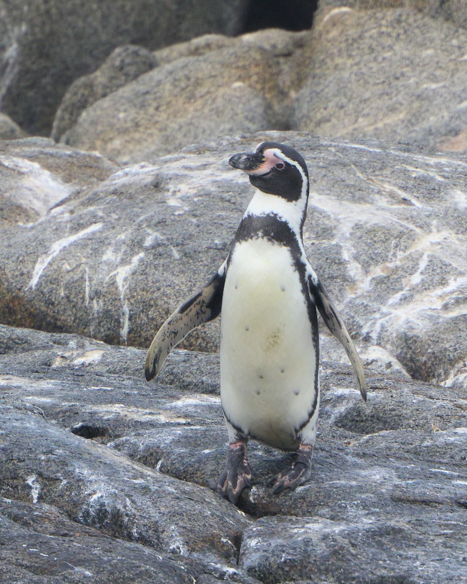 Humboldt Penguin - ML205591171