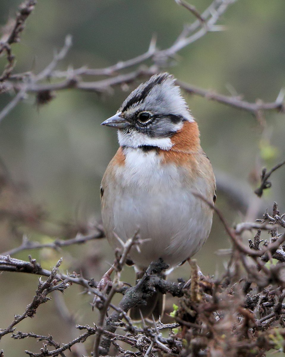 Rufous-collared Sparrow (Rufous-collared) - Ian K Barker